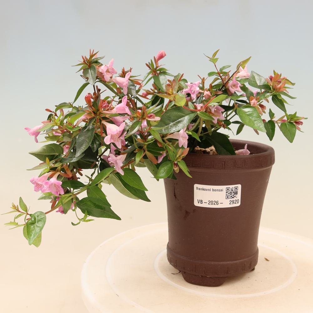 Bonsai da esterno - Abelia Edward Goucher - Abelia a fiore grande