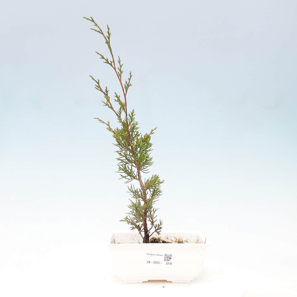 Bonsai da esterno - Juniperus chinensis Itoigawa