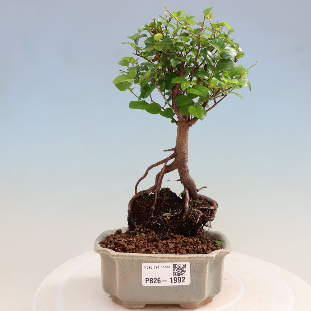 Camera bonsai - Sageretia thea - Sageretia thea