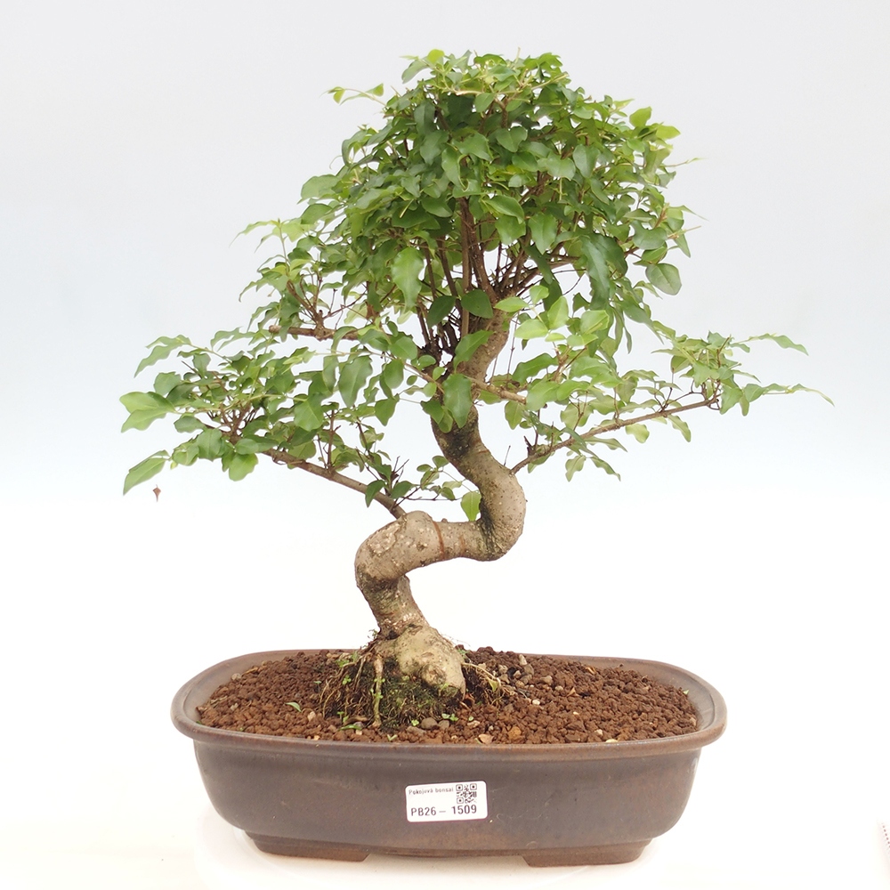 Camera bonsai -Ligustrum chinensis - Becco d'uccello