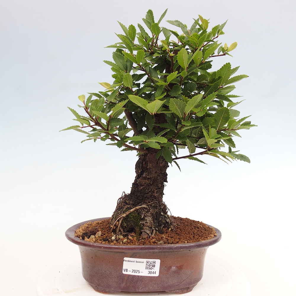 Bonsai da esterno - Zelkova - Zelkova NIRE