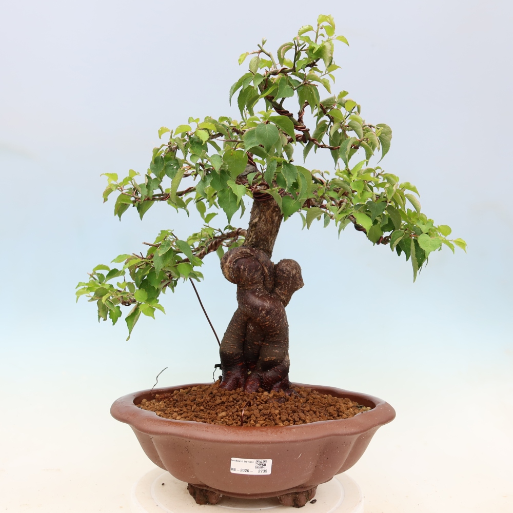 Bonsai da esterno - Albicocco giapponese - Prunus Mume