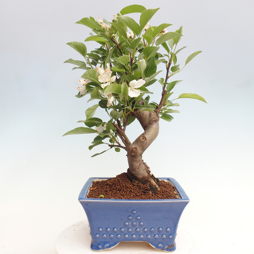 Bonsai da esterno -Malus halliana - Melo a frutto piccolo