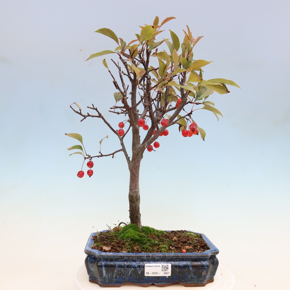 Bonsai da esterno -Malus domestica - Melo a piccoli frutti a foglie rosse