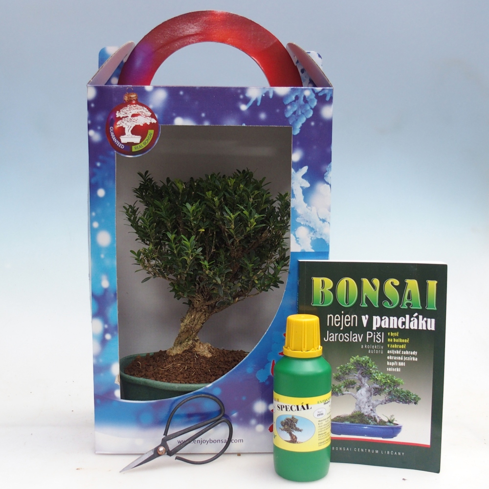 Bonsai da camera in confezione regalo Buxus harlandii - buxus da sughero