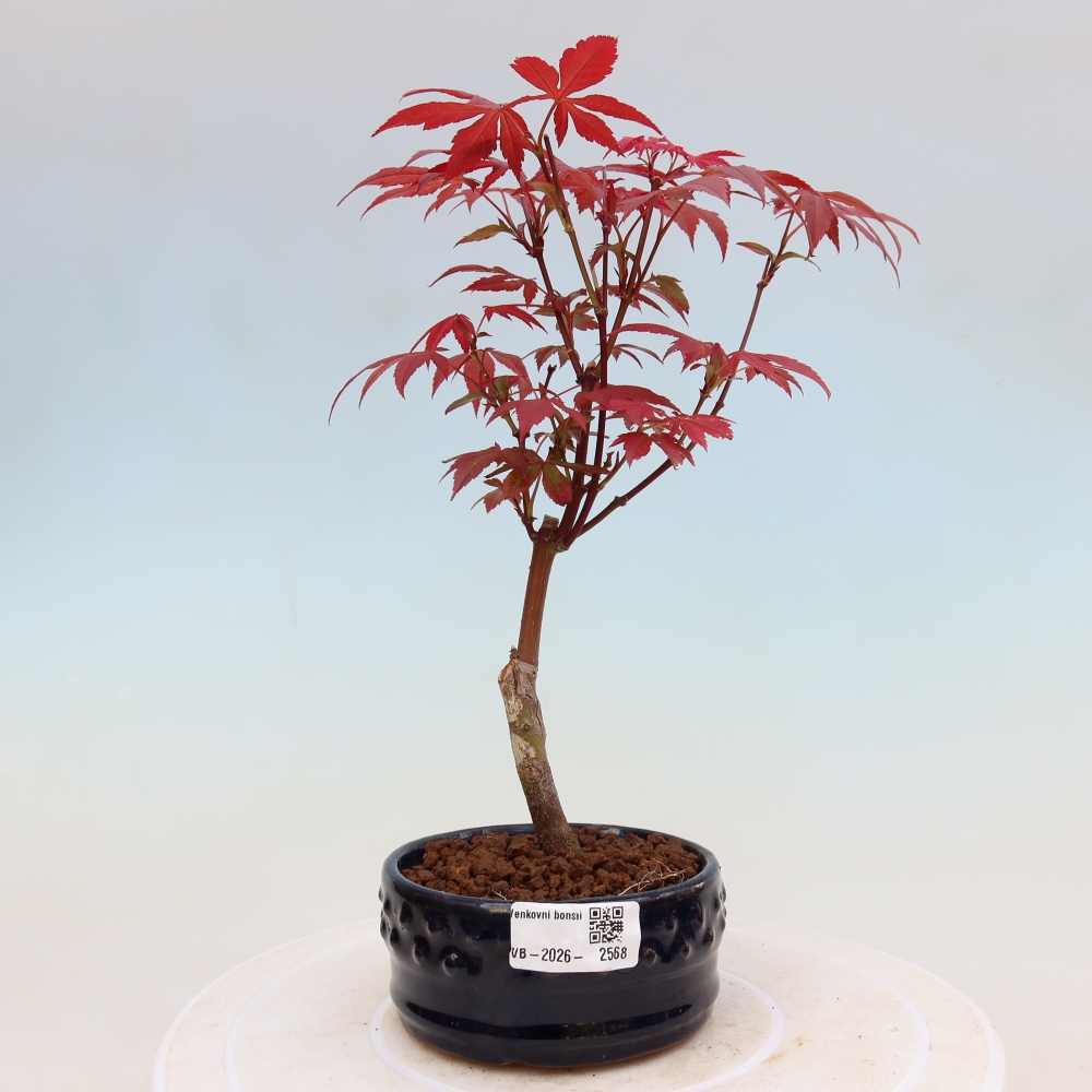 Bonsai da esterno - Palma Acer. Atropurpureum-Javor palmate