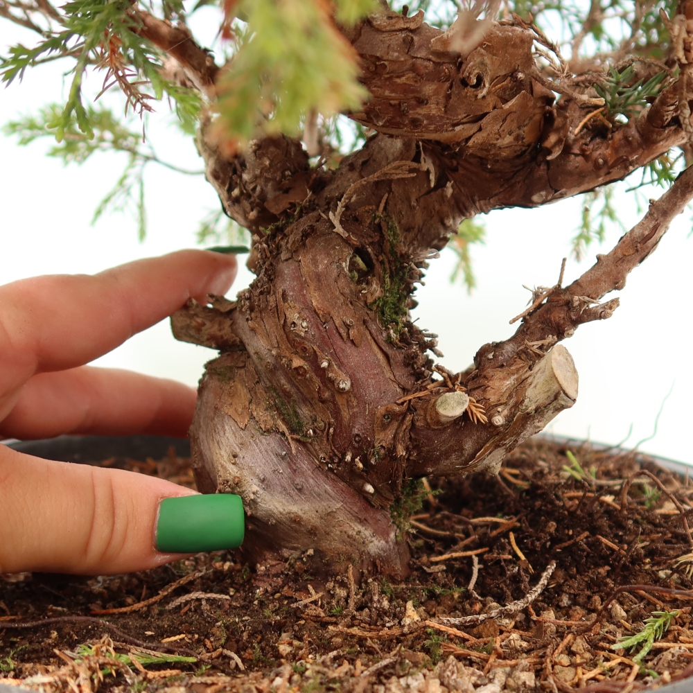 Bonsai da esterno - Juniperus chinensis Itoigawa-Juniperus chinensis