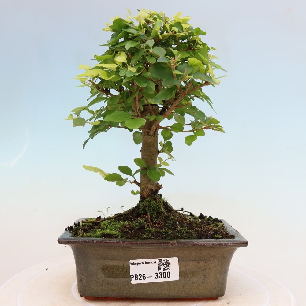 Camera bonsai -Ligustrum chinensis - Becco d'uccello