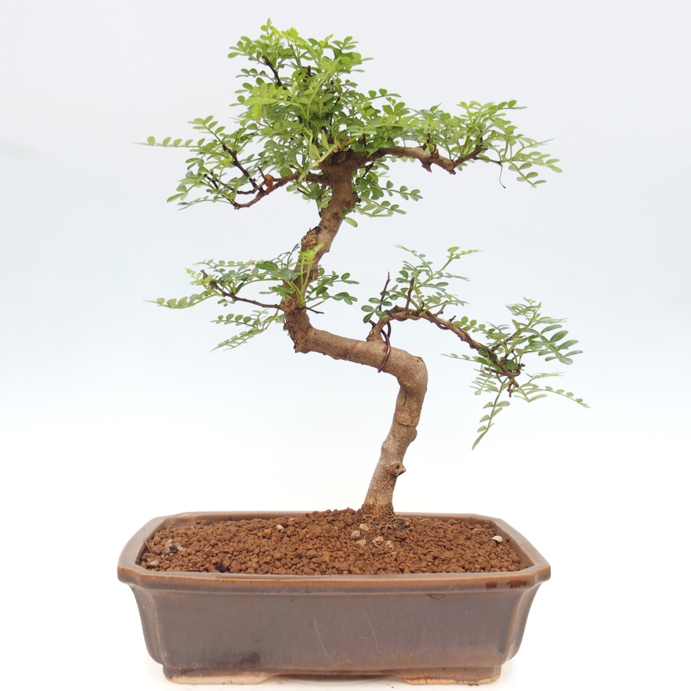 Camera bonsai - Zantoxylum piperitum - albero del pepe