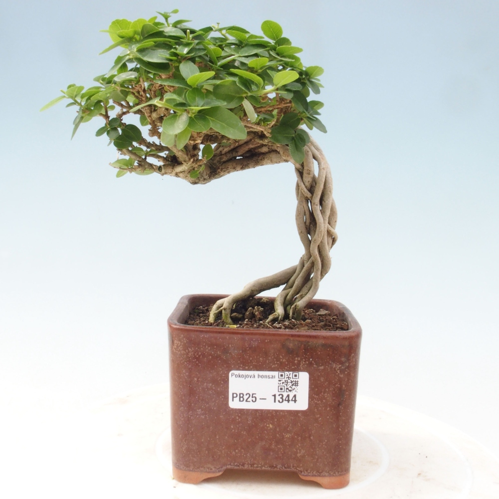 Bonsai da interno - Premna serratifolia - Kozlovna malolista