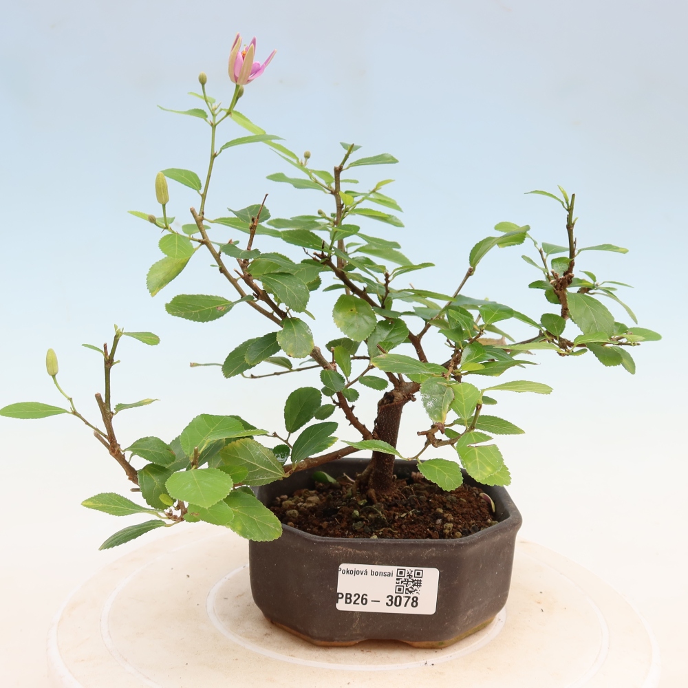 Bonsai da interno - Grewia occidentalis - Stella di mare alla lavanda