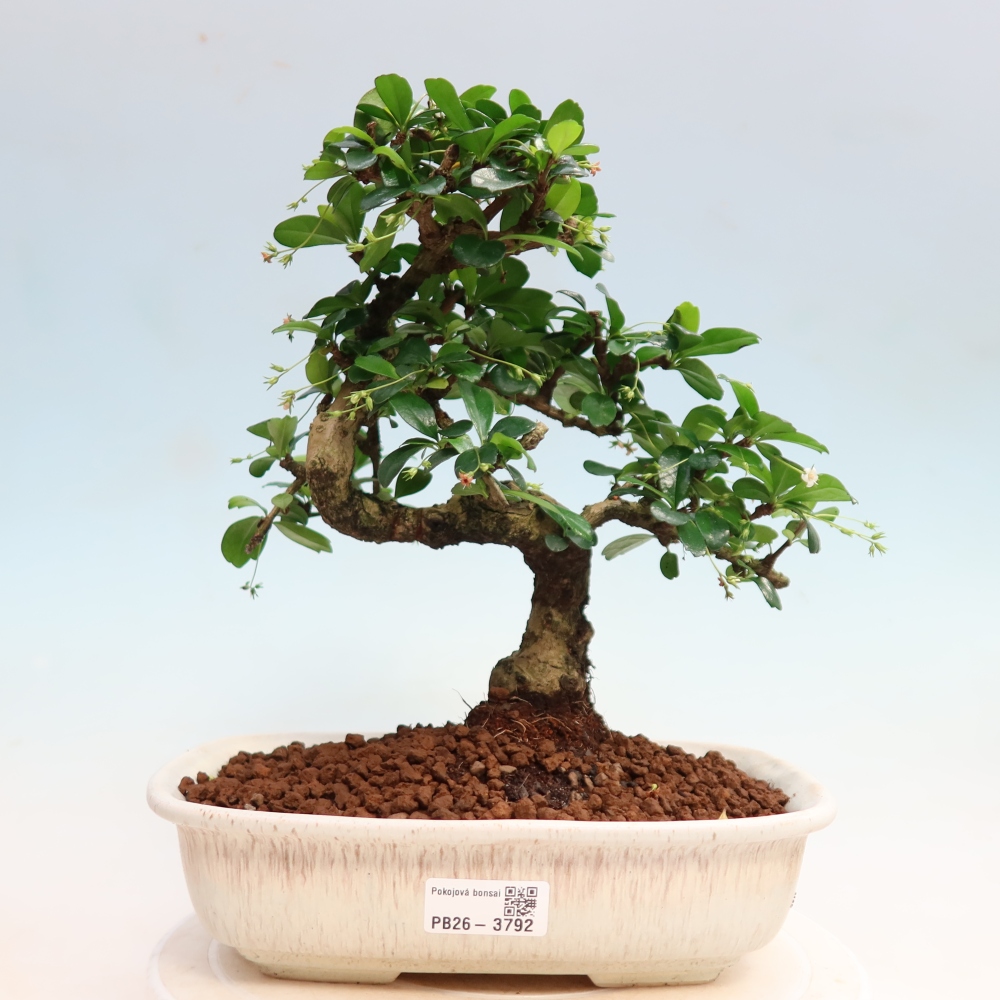 Camera bonsai - Carmona macrophylla - Tea fuki