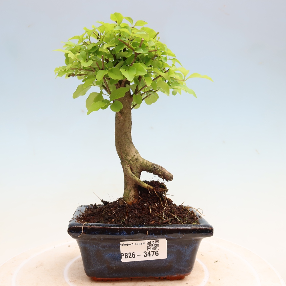 Camera bonsai -Ligustrum chinensis - Becco d'uccello
