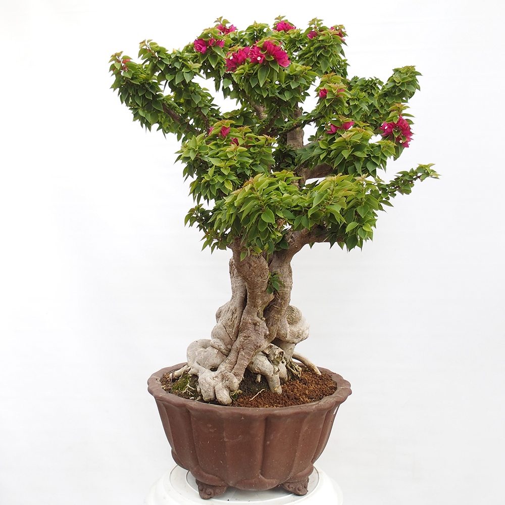 Camera bonsai - Bouganwilea