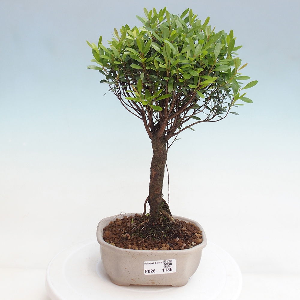 Camera bonsai - Syzygium - Pimento
