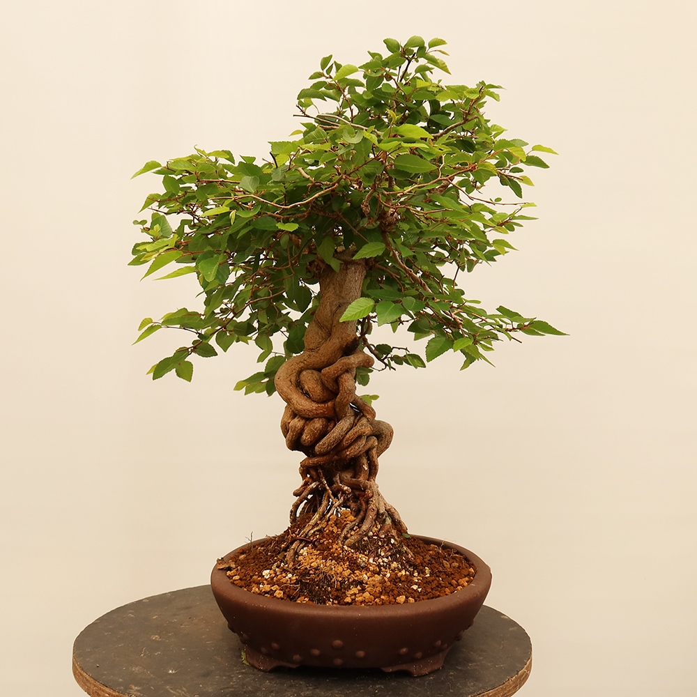 Bonsai da esterno -Carpinus Coreana - Carpino coreano