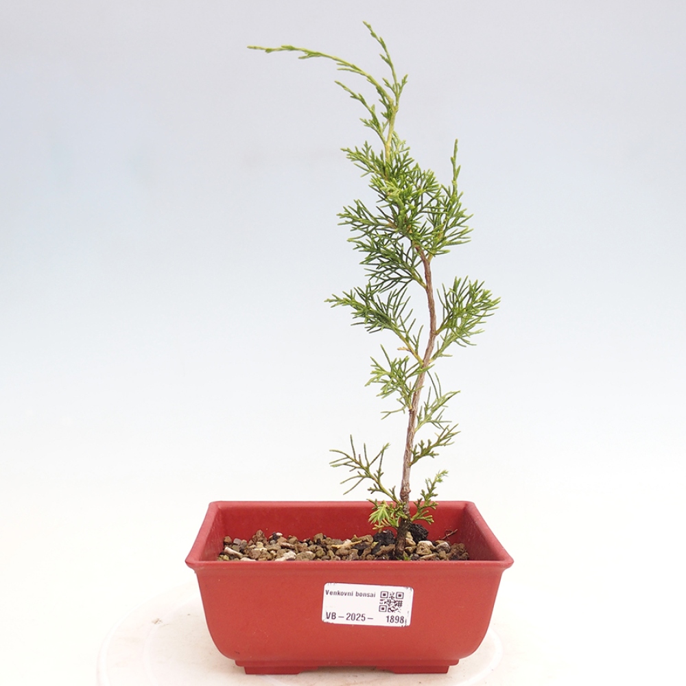 Bonsai da esterno - Juniperus chinensis Itoigawa
