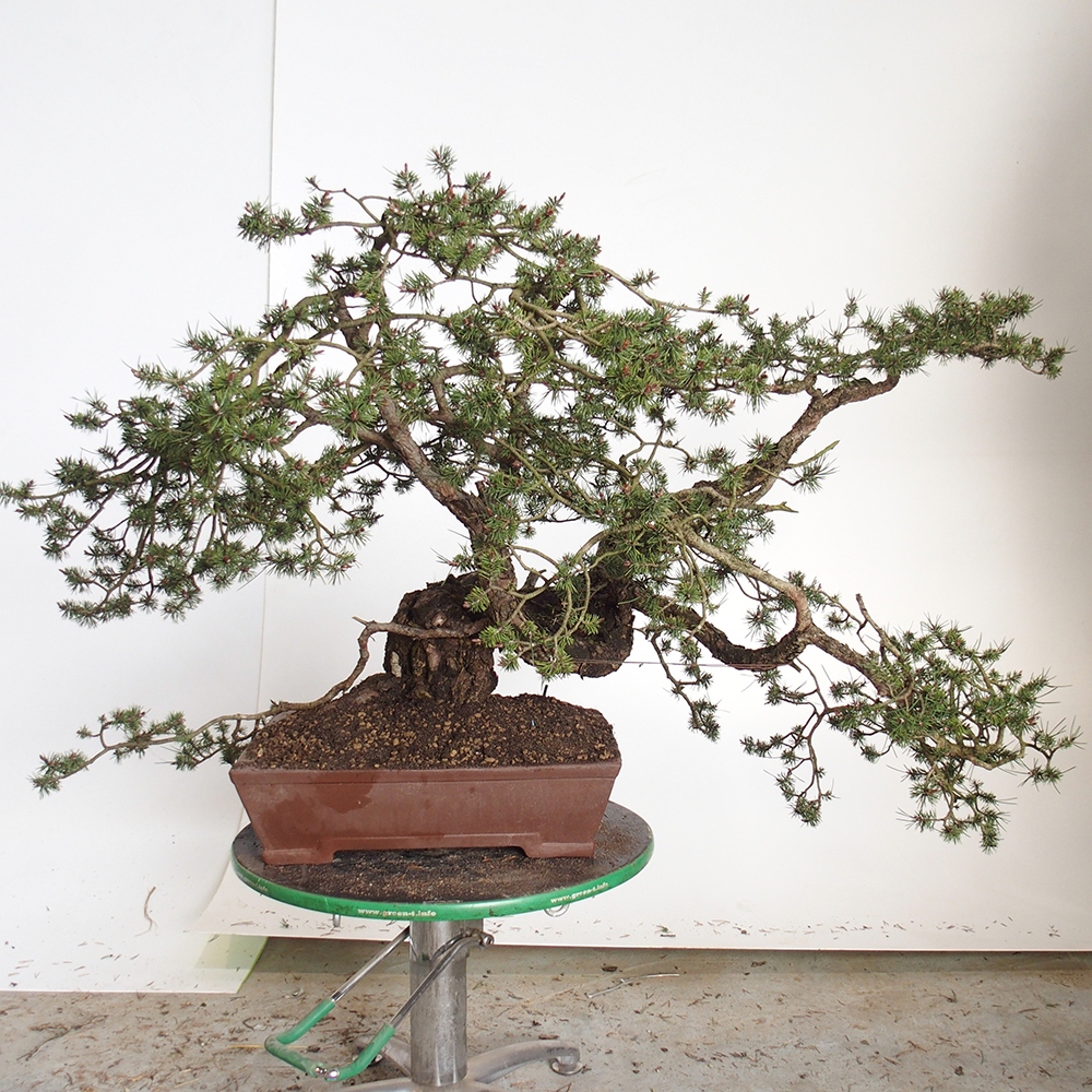 Yamadori - Pinus sylvestris Spagna
