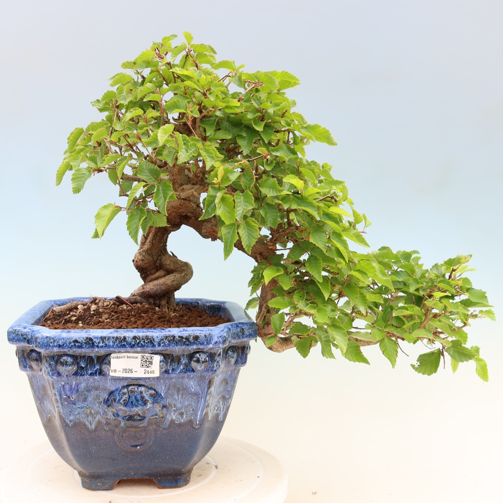 Bonsai da esterno -Carpinus Coreana - Carpino coreano