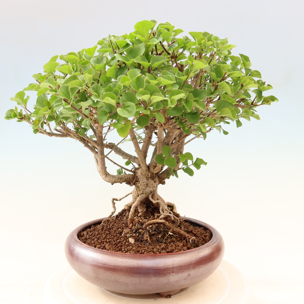 Bonsai da esterno - Syringa microphylla - lillà a fiore piccolo