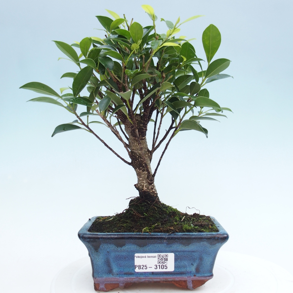Camera bonsai - Ficus retusa - ficus a foglie piccole