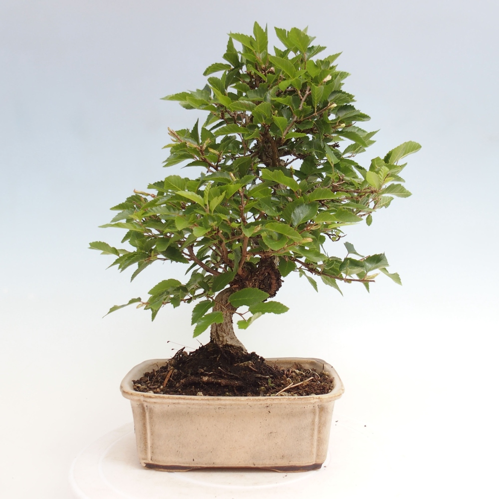 Bonsai da esterno -Carpinus CARPINOIDES - Carpino coreano