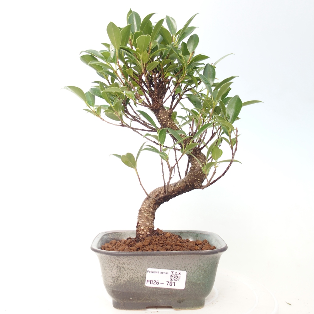 Camera bonsai - Ficus retusa - ficus a foglie piccole