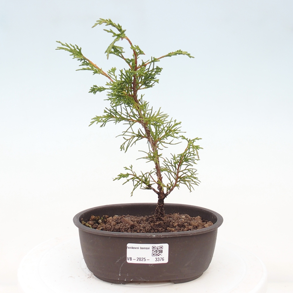Bonsai da esterno - Juniperus chinensis Itoigawa