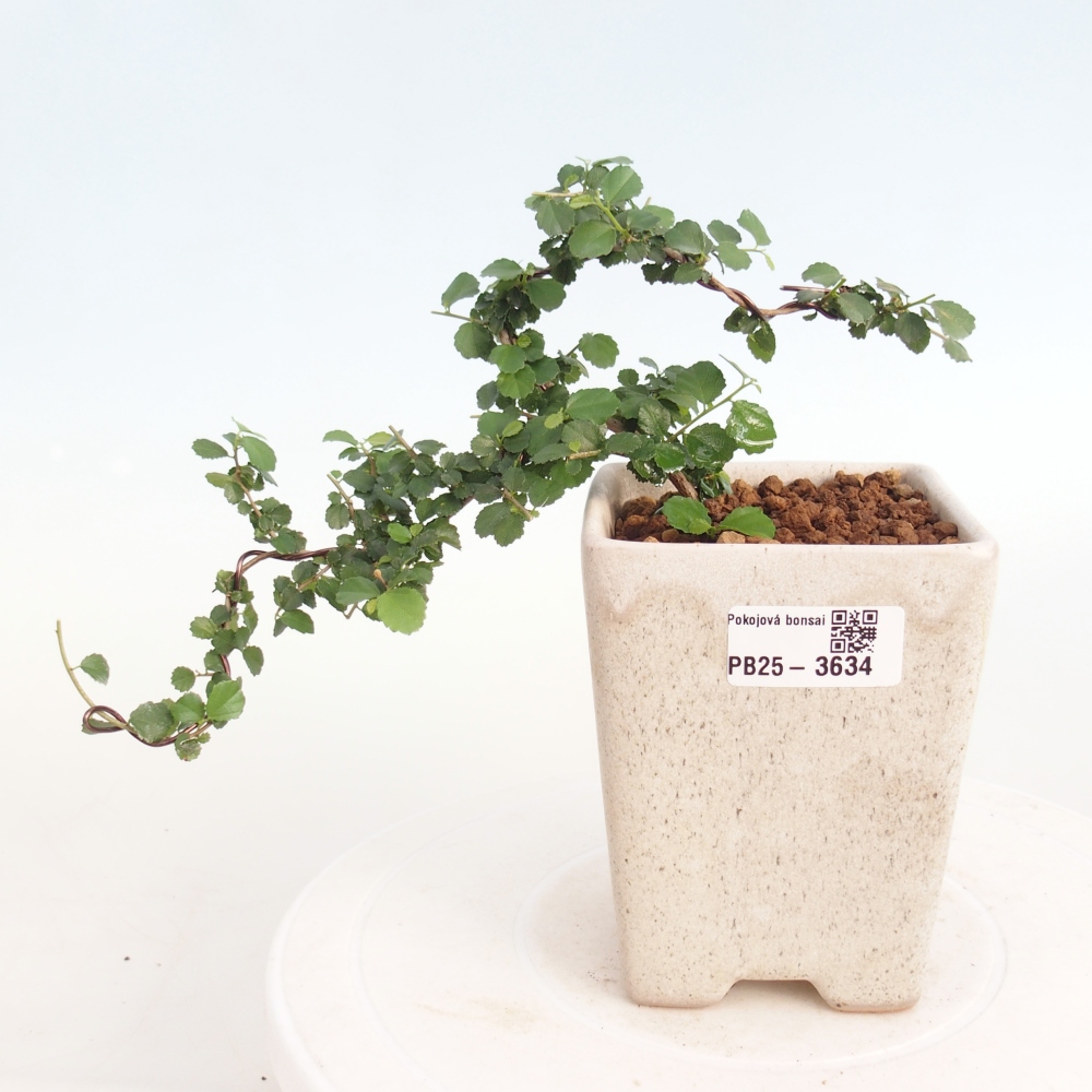 Camera bonsai - Grewia sp. - Grewia malafolia