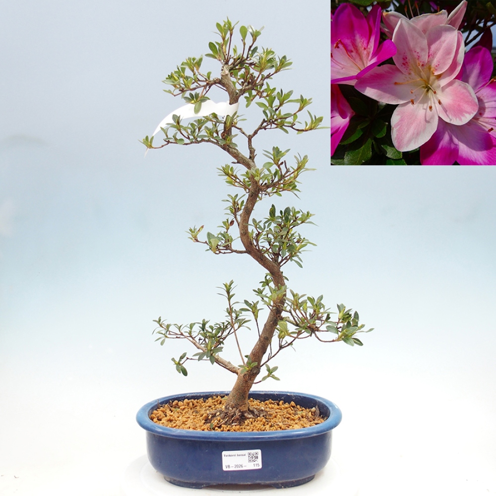Bonsai da esterno - Azalea giapponese - Azalea MURASAKI