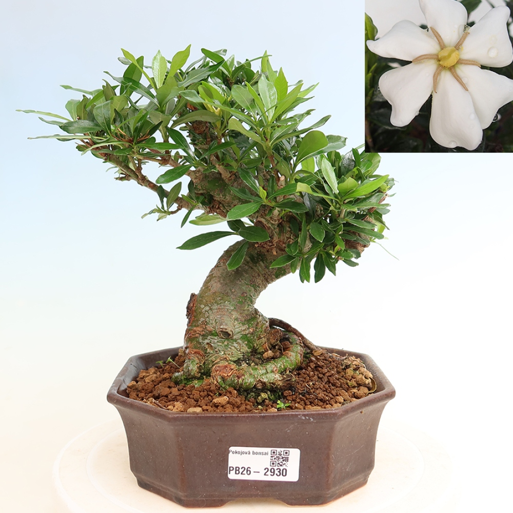 Camera bonsai - Gardenia jasminoides-Gardenia