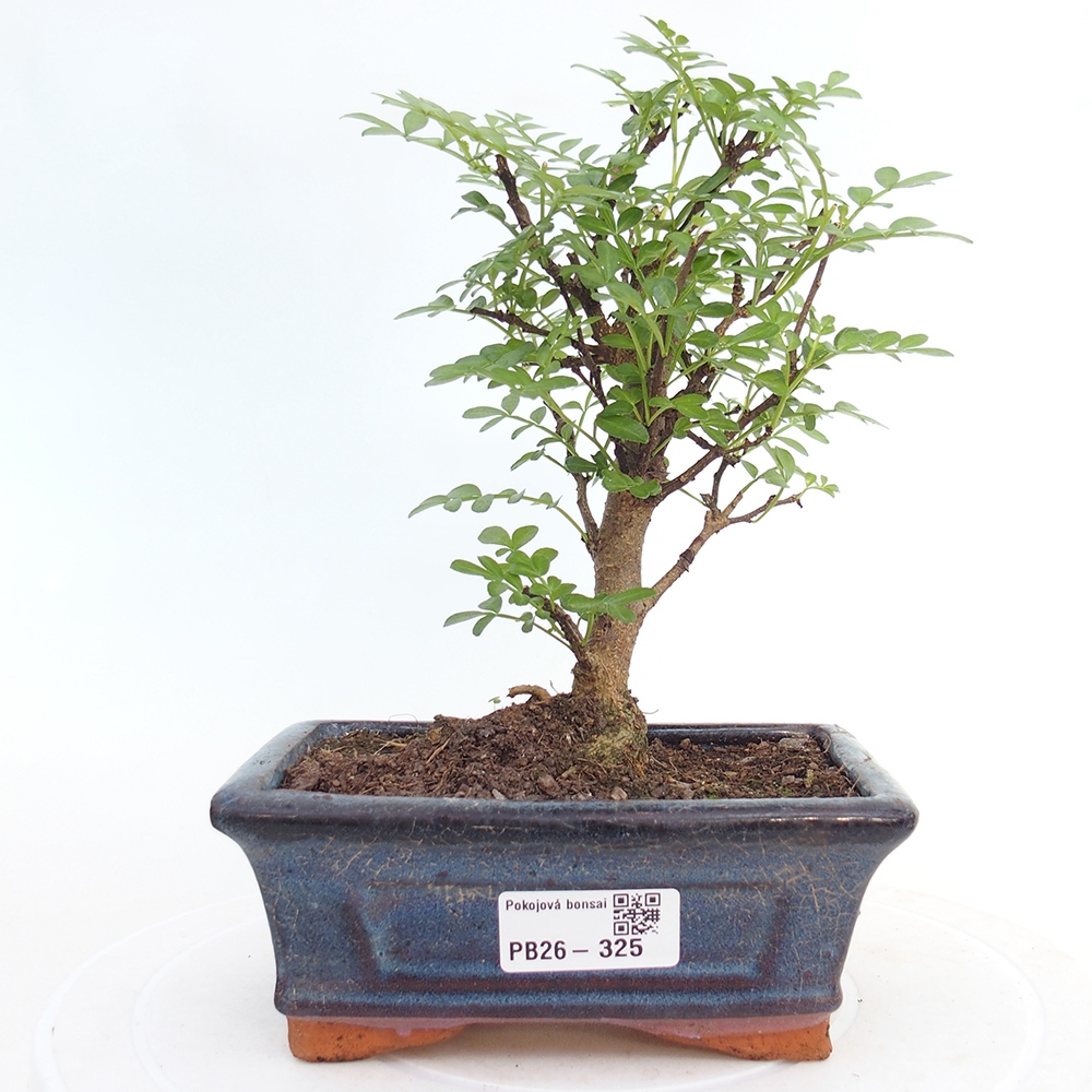 Camera bonsai - Zantoxylum piperitum - albero del pepe