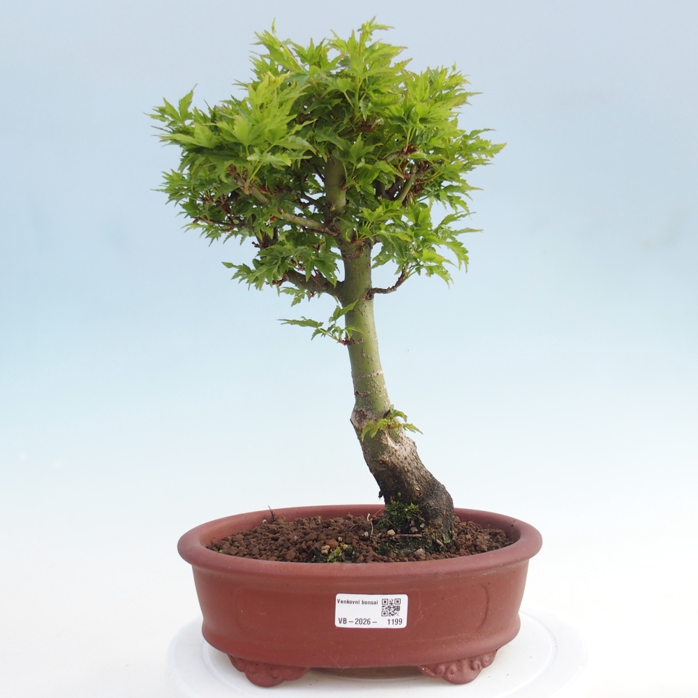 Bonsai da esterno -Palma di Giava Acer palmatum Shishigashira