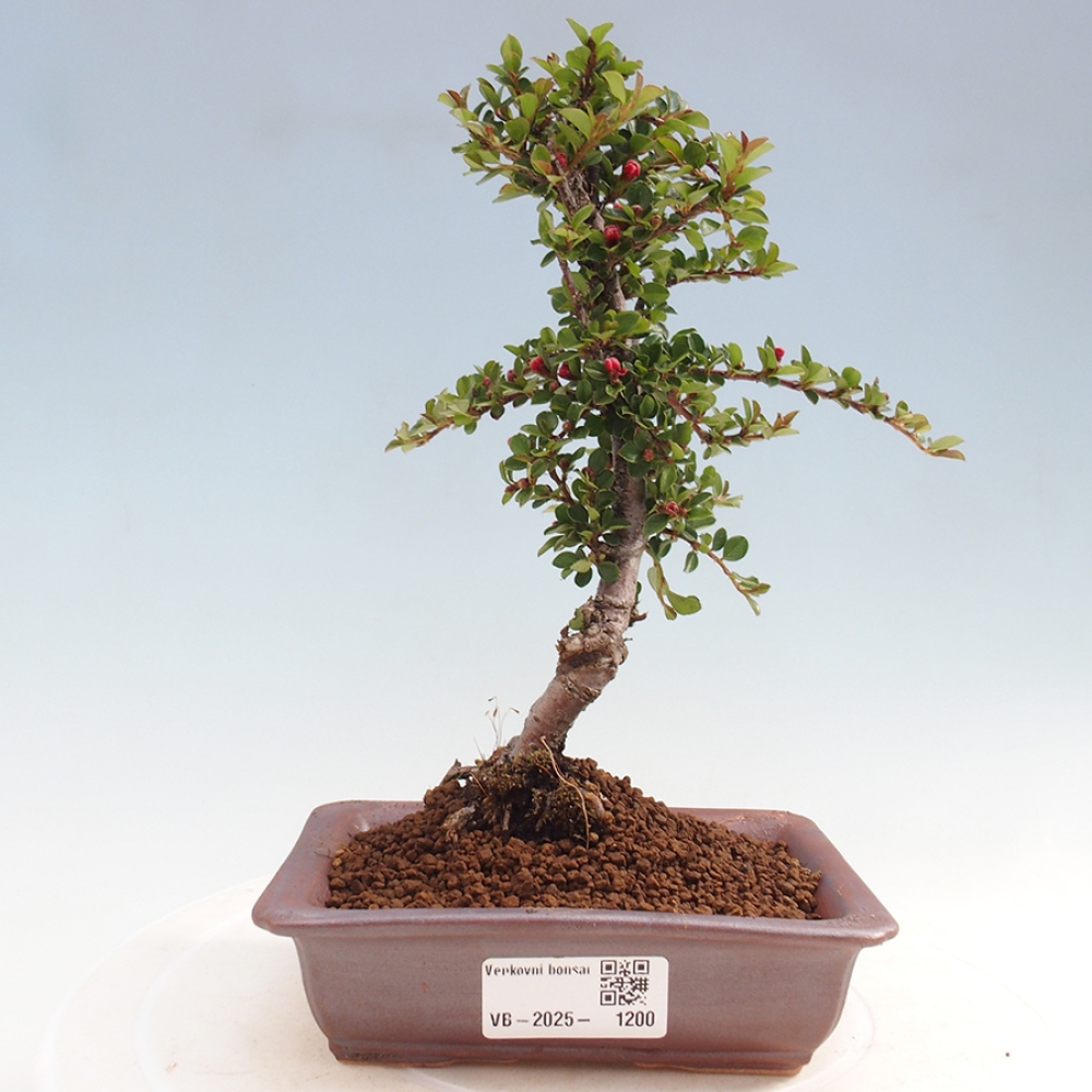 Bonsai da esterno-Cotoneaster horizontalis - Montagne Rocciose