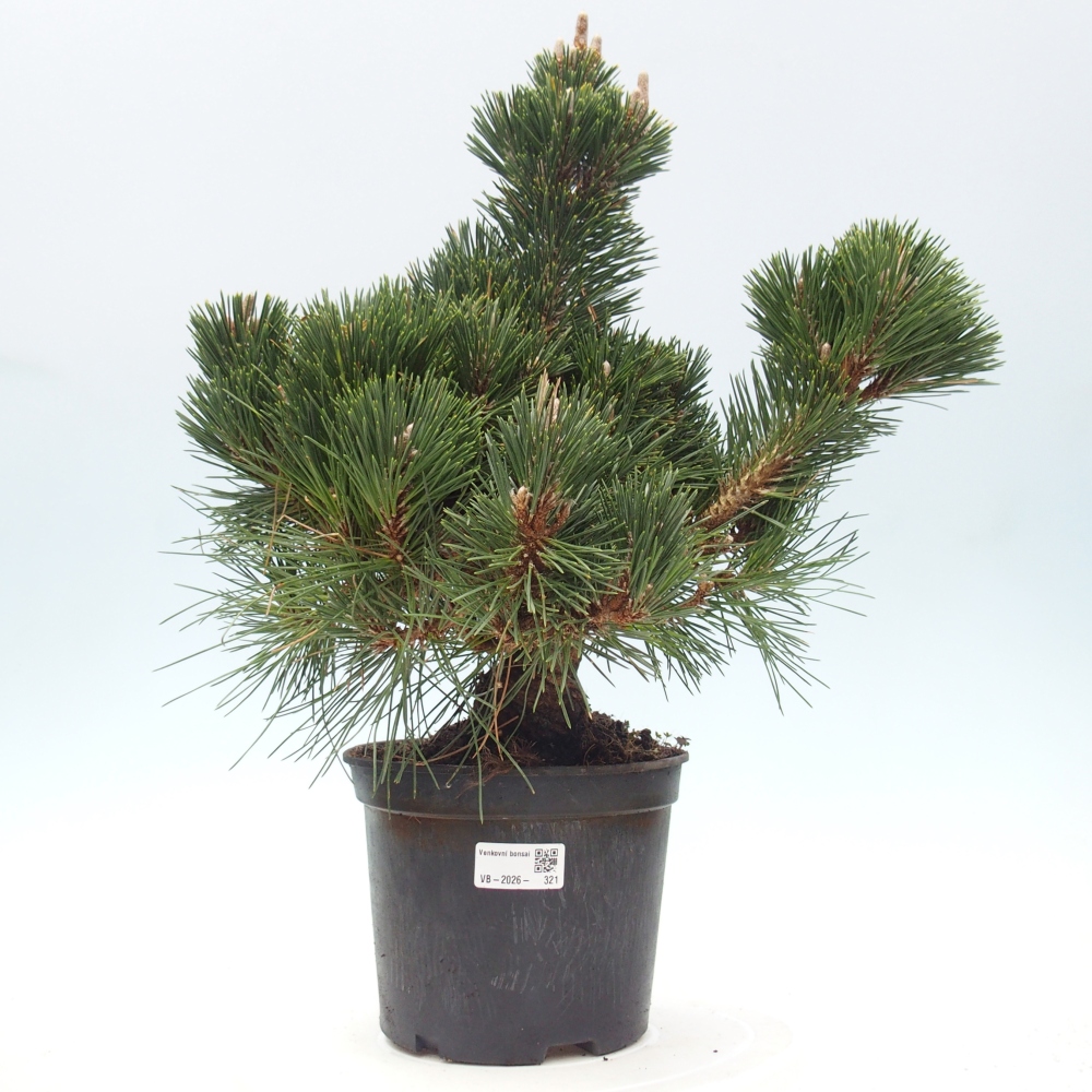 Bonsai da esterno - Pinus thunbergii senjyumaru - Pino di Thunberg