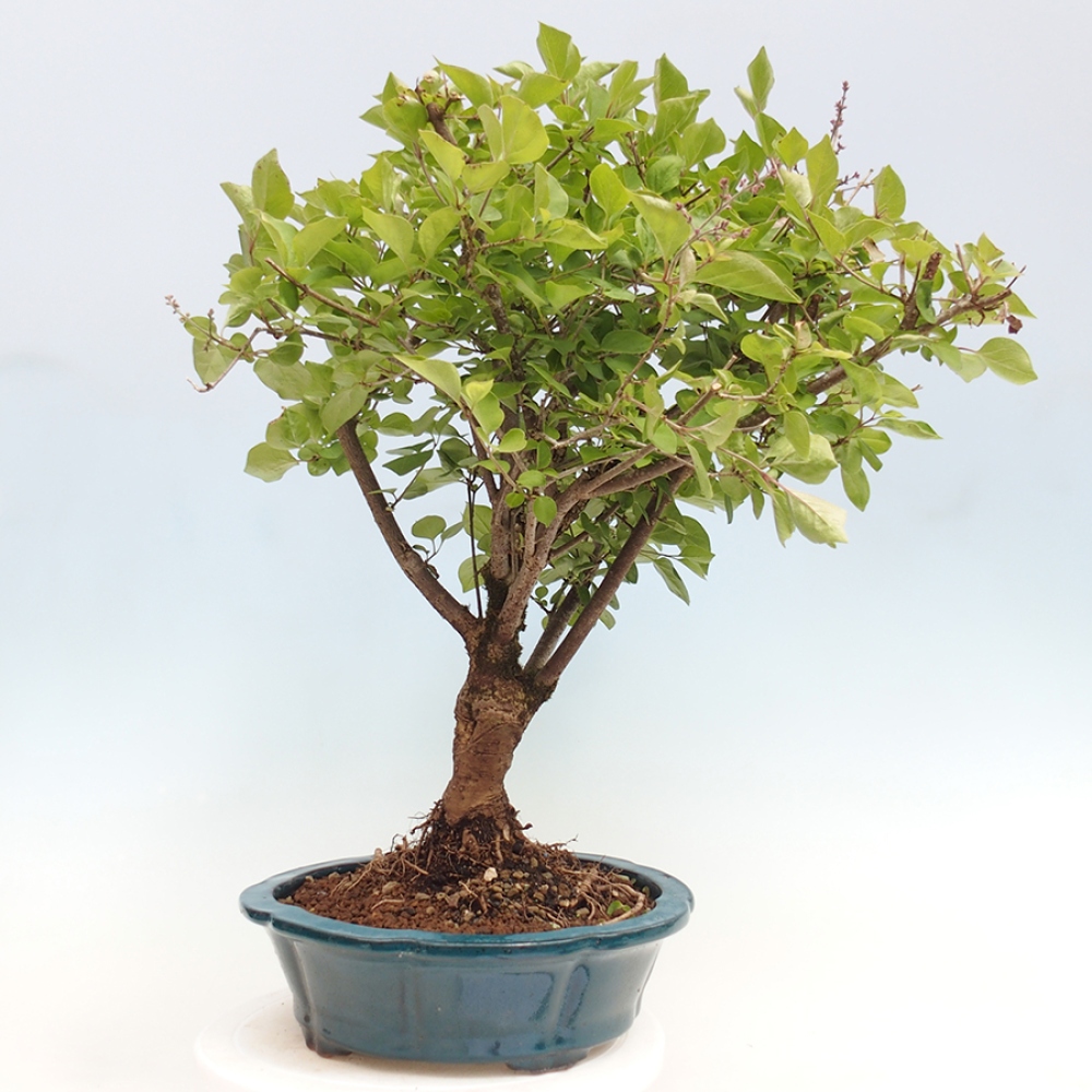 Bonsai da esterno - Syringa Meyeri Palibin - Lillà di Meyer