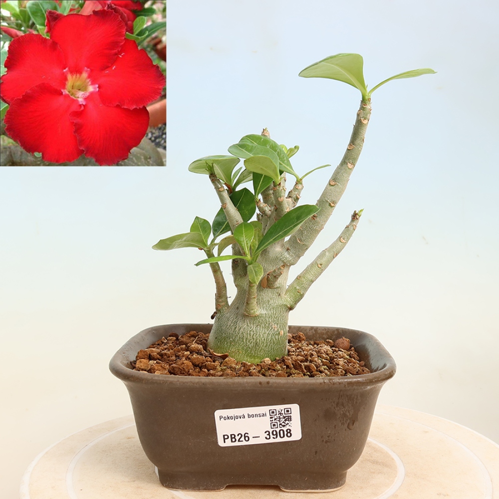 Bonsai da interno - Adenium obesum Red Star - Rosa del deserto