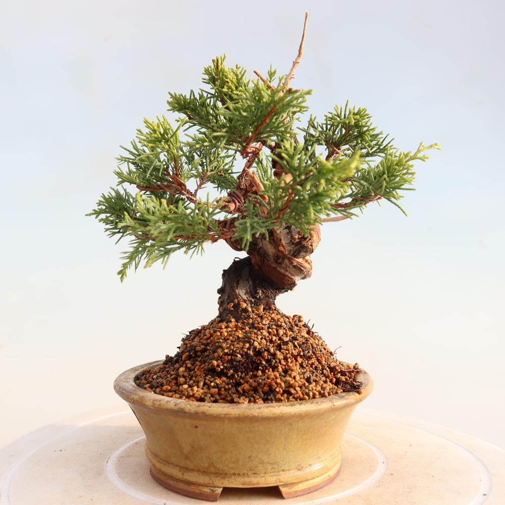 Bonsai da esterno - Juniperus chinensis Itoigawa
