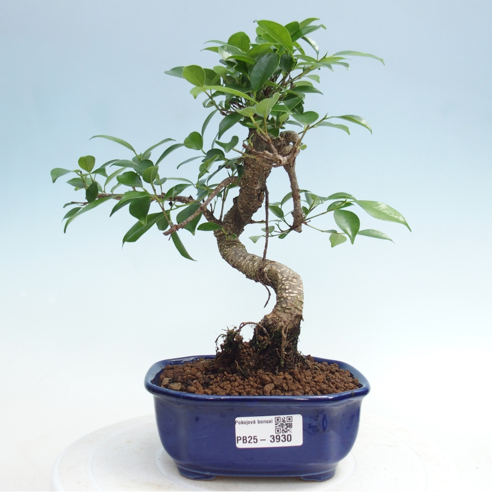 Camera bonsai - Ficus retusa - ficus a foglie piccole