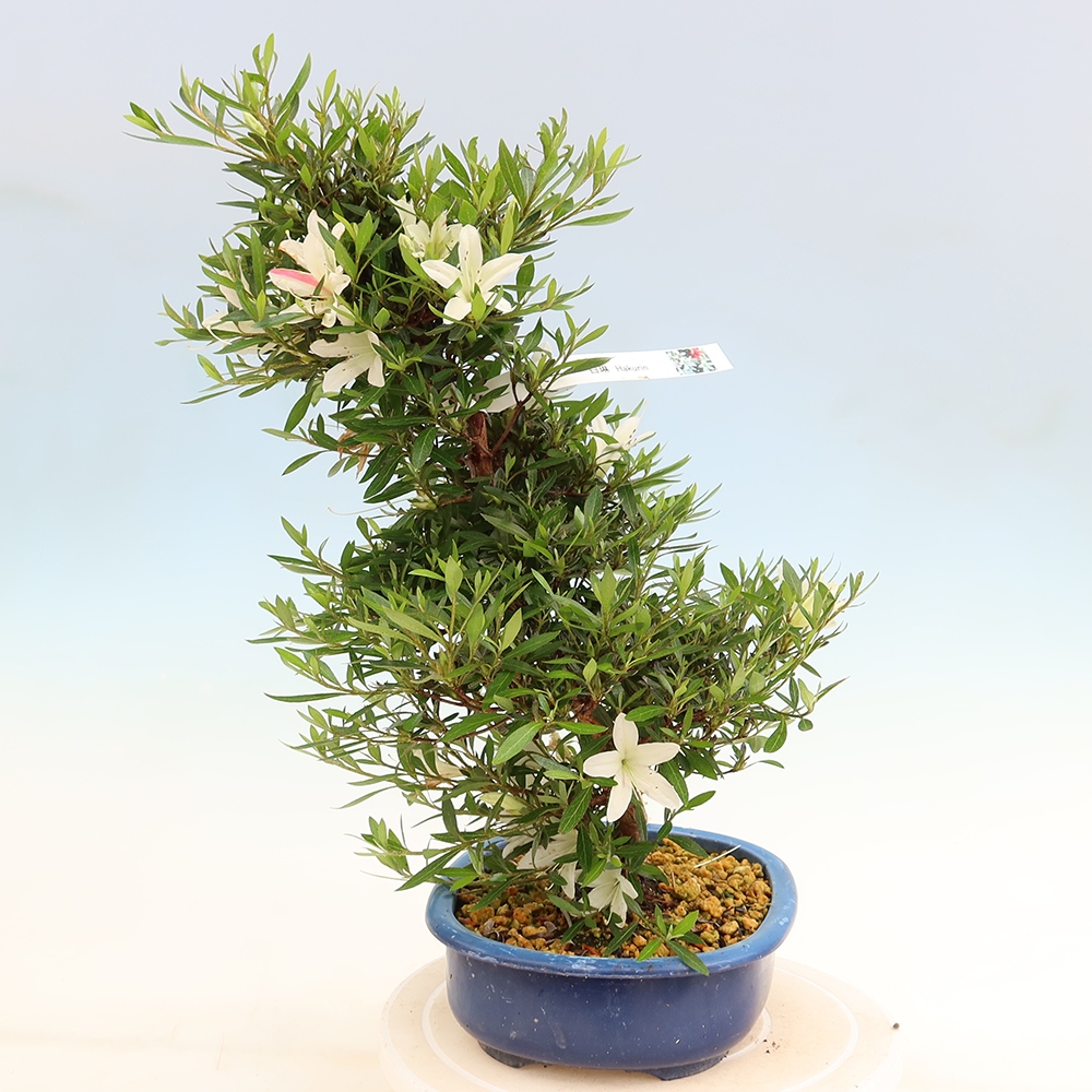 Bonsai da esterno - Azalea giapponese - Azalea Hakurin