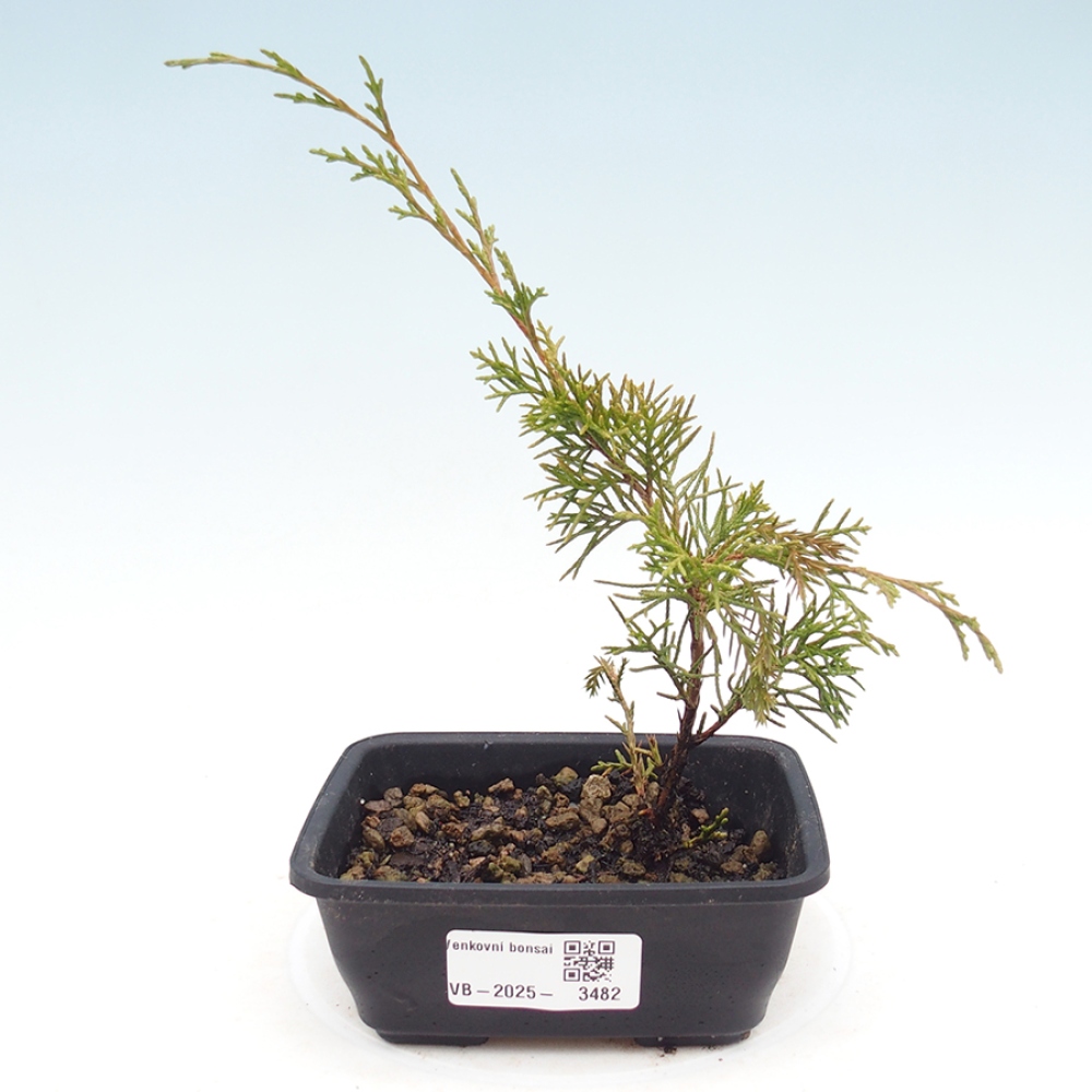 Bonsai da esterno - Juniperus chinensis Itoigawa