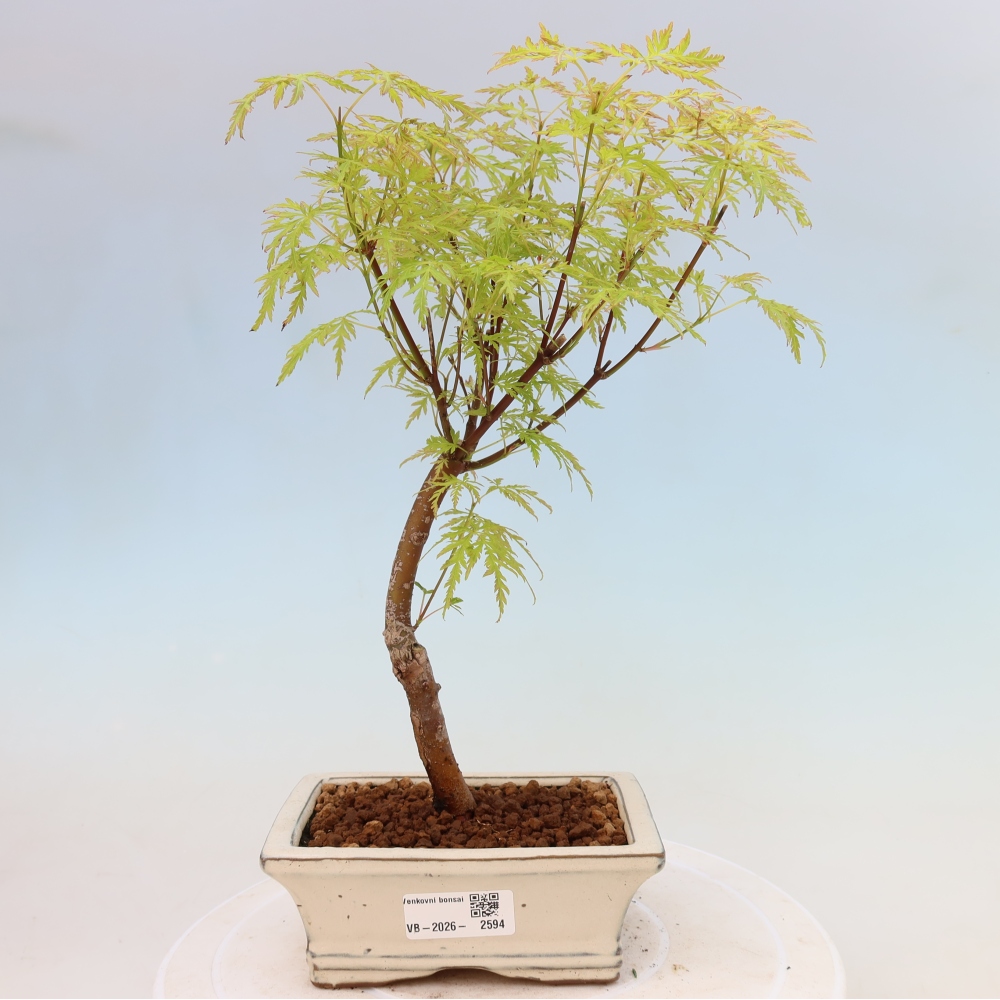 Bonsai da esterno - Acer palmatum Dissectum