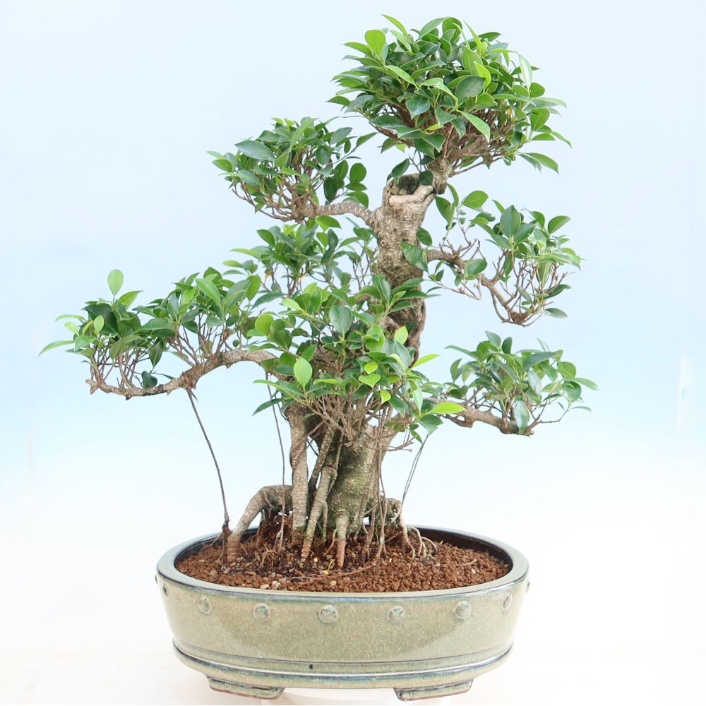 Camera bonsai - Ficus kimmen - ficus a foglie piccole