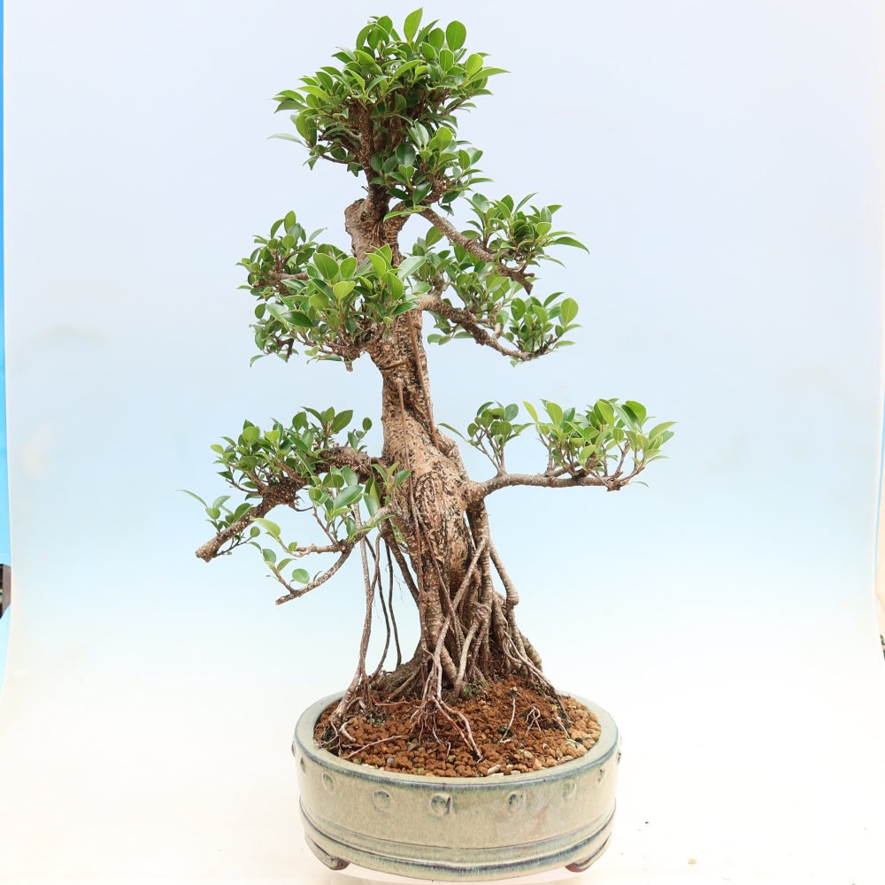 Camera bonsai - Ficus kimmen - ficus a foglie piccole