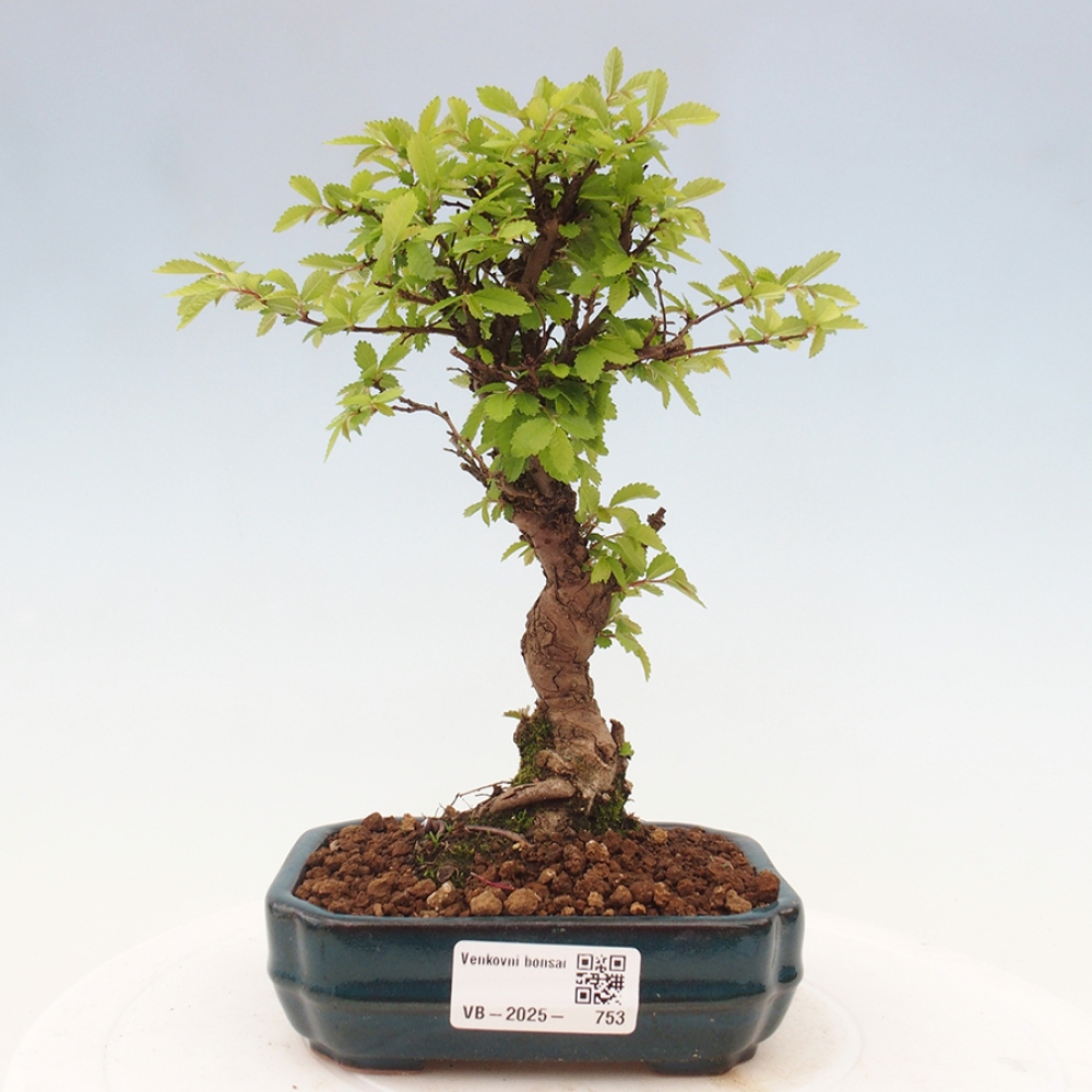 Bonsai da esterno - Zelkova - Zelkova NIRE