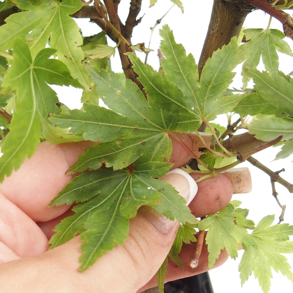 Bonsai da esterno - Acer palmatum Dr Tilt in contenitore