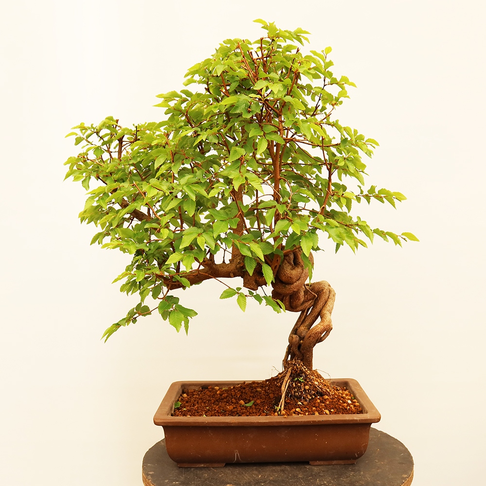 Bonsai da esterno -Carpinus Coreana - Carpino coreano