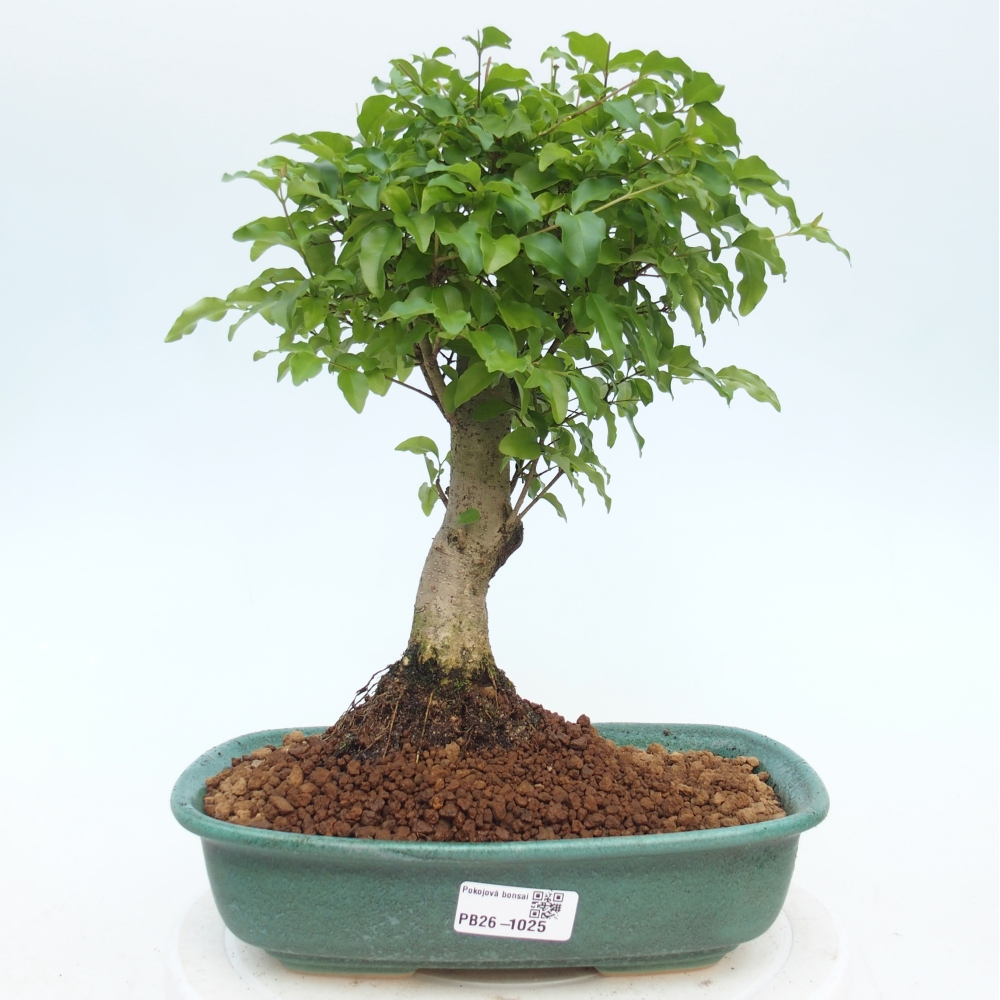 Camera bonsai -Ligustrum chinensis - Becco d'uccello