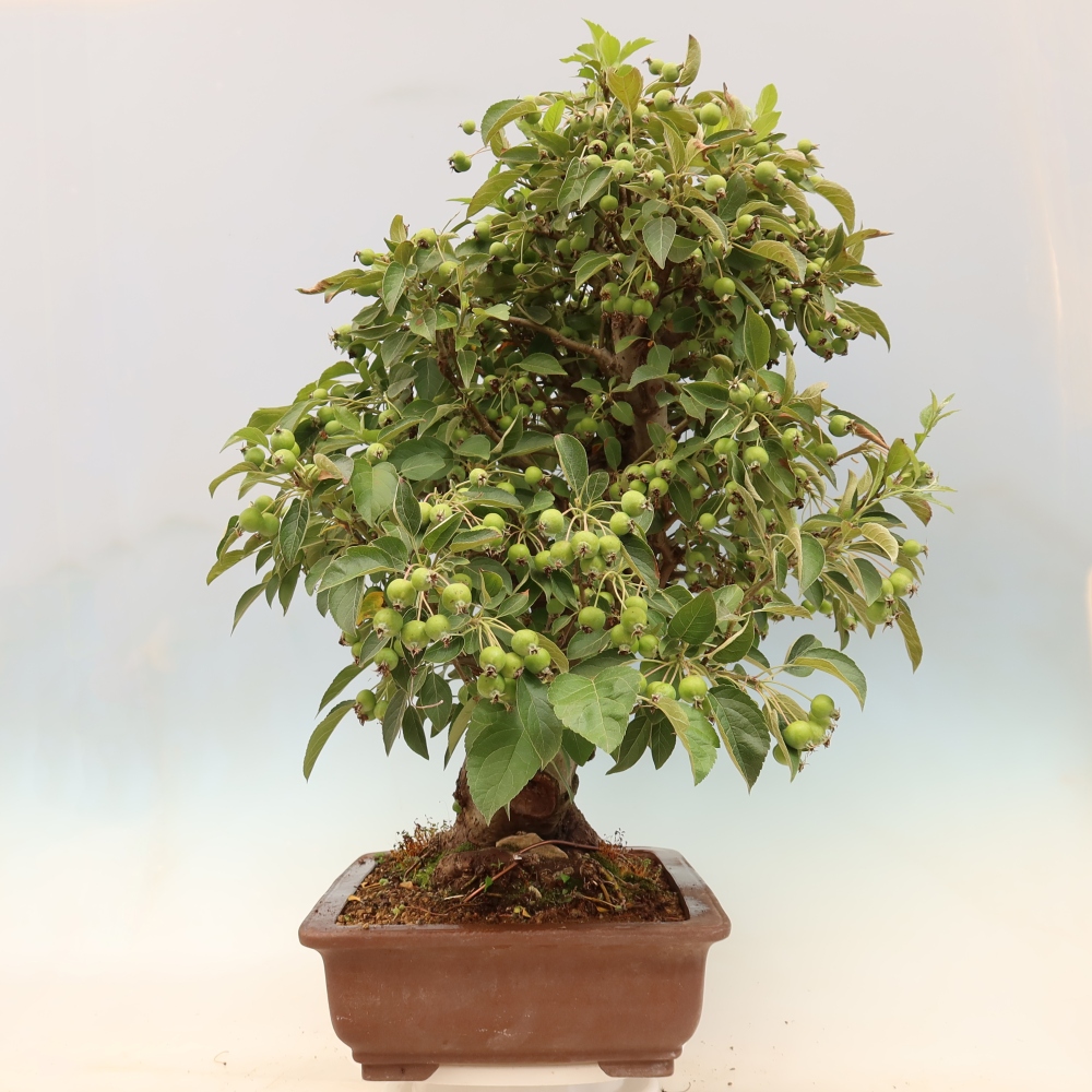 Bonsai da esterno -Malus halliana - Melo a frutto piccolo