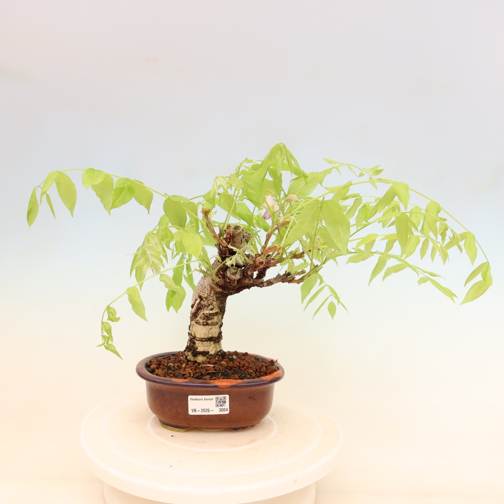 Bonsai da esterno - Glicine floribunda